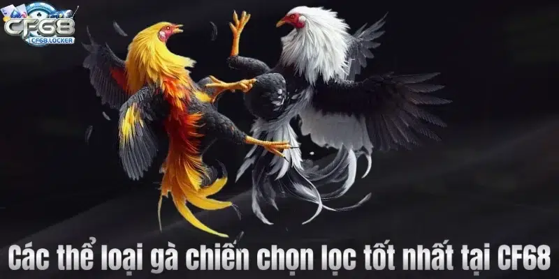 Các thể loại gà chiến chọn lọc tốt nhất tại CF68