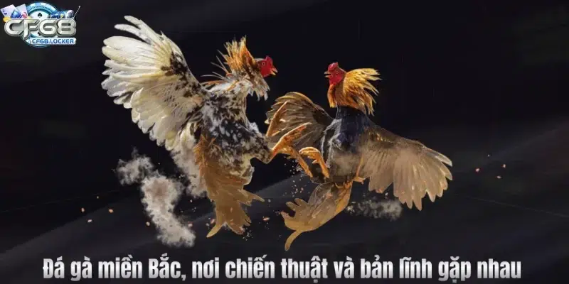 Đá gà miền Bắc, nơi chiến thuật và bản lĩnh gặp nhau
