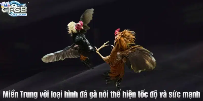Miền Trung với loại hình đá gà nòi thể hiện tốc độ và sức mạnh