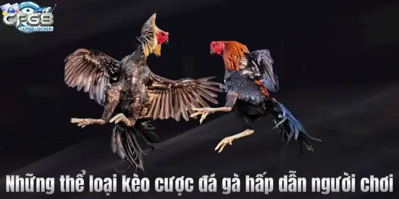 Những thể loại kèo cược đá gà hấp dẫn người chơi