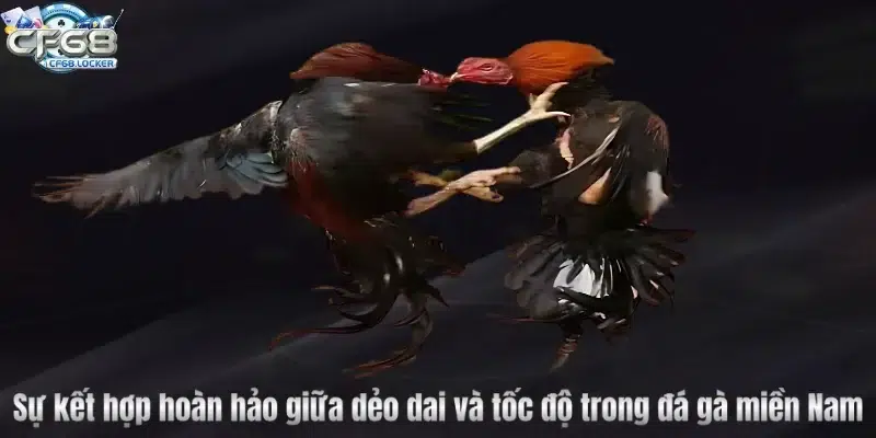 Sự kết hợp hoàn hảo giữa dẻo dai và tốc độ trong đá gà miền Nam