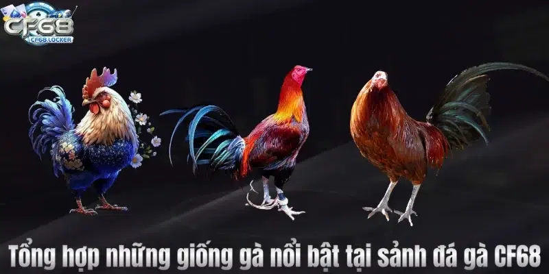Tổng hợp những giống gà nổi bật tại sảnh đá gà CF68
