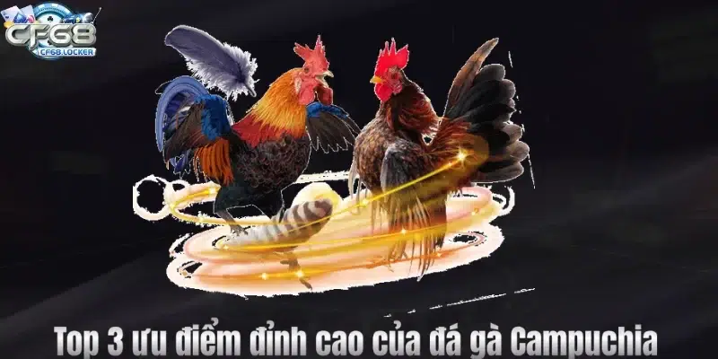 Top 3 ưu điểm đỉnh cao của đá gà Campuchia